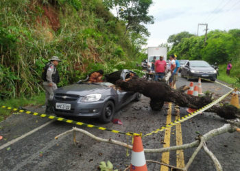 Árvore cai em cima de carro e mata motorista em rodovia, em Bananeiras