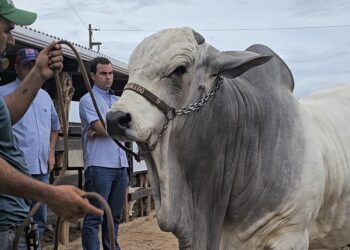 Paraíba realiza Feira especializada em Nelore no Nordeste